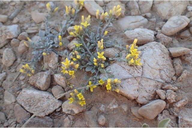 King's physaria