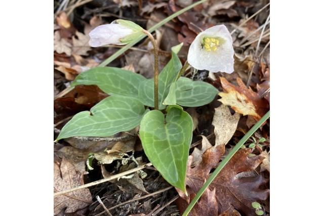 Stroom pseudotrillium