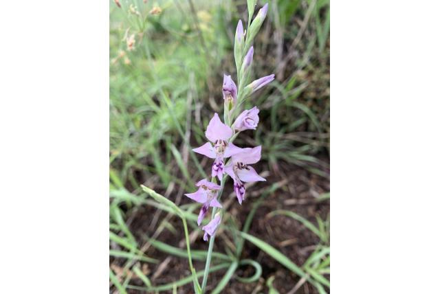 Oetes' gladiolus Oetes' gladiolus