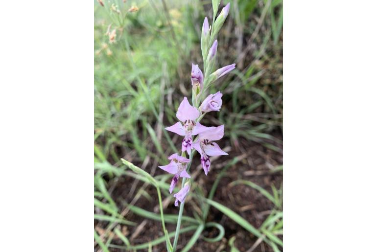 Gladiolus oatesii 15251