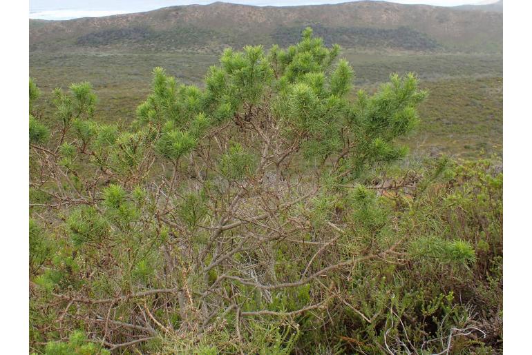Psoralea arborea -15264