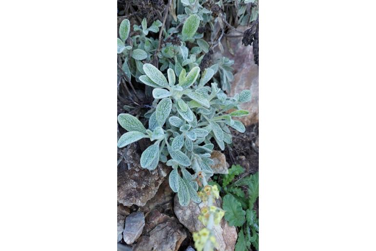Sideritis euboea -15284