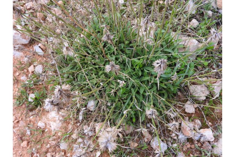 Stachys spruneri -15298