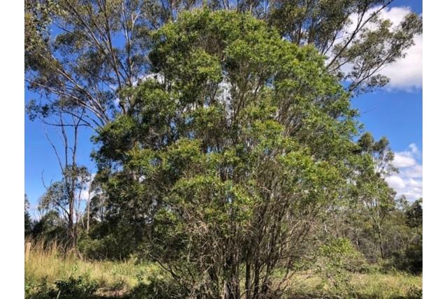 Kingaroy lampenpoetser