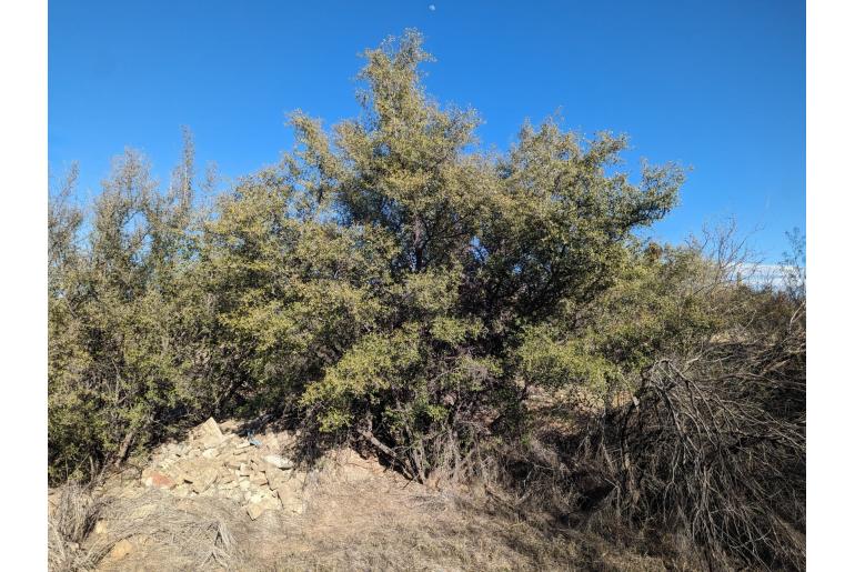 Celtis pallida -15309