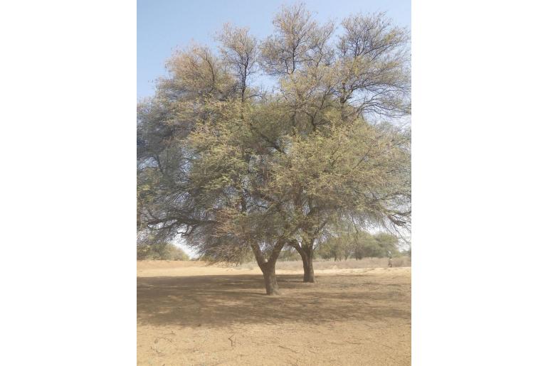 Vachellia nilotica ssp tomentosa -15311