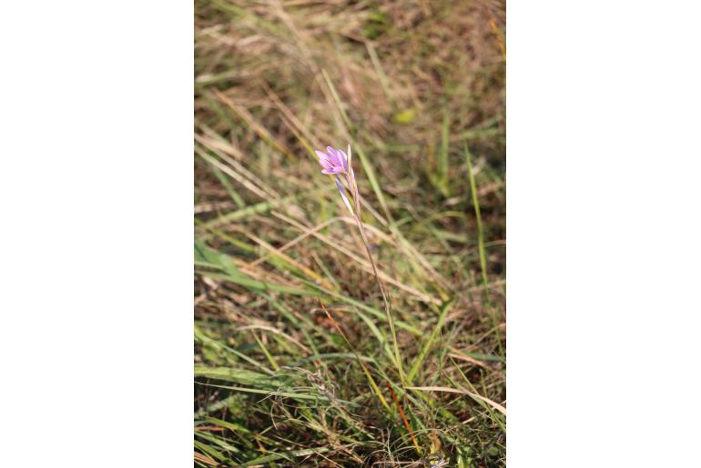 Hesperantha mtamvunae&nbsp;15317