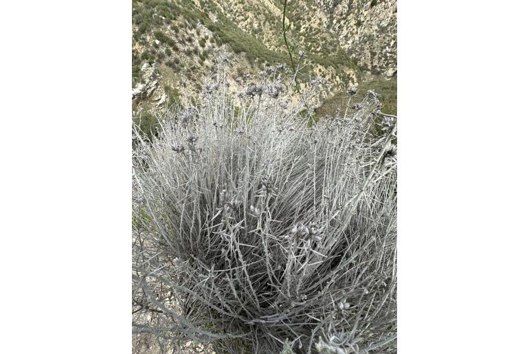 Tetradymia comosa -15338