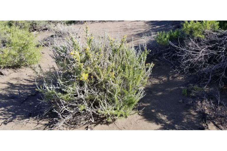 Tetradymia spinosa -15339