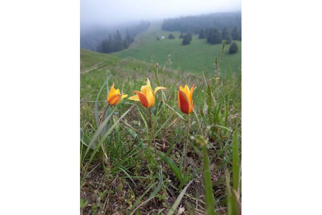 Ostrowski's tulp
