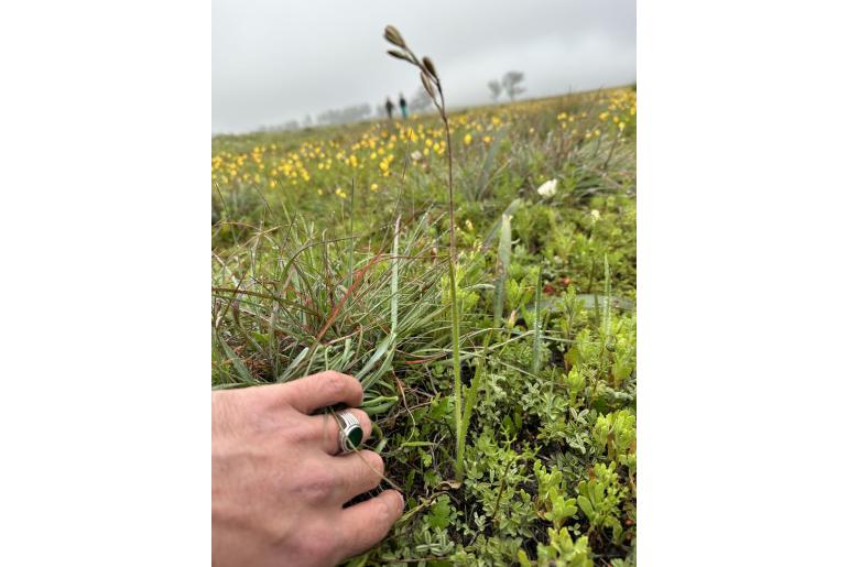 Hesperantha pseudopilosa&nbsp;15346
