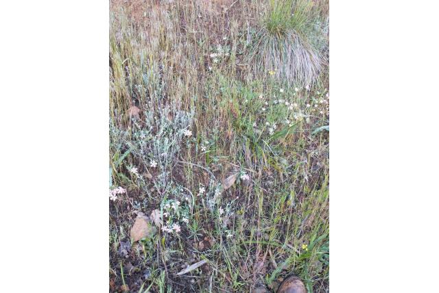 Hooker’s silene