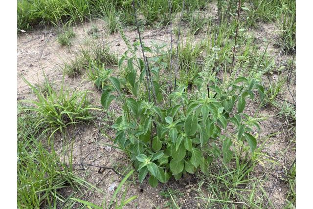 Kilimandscharo basilicum