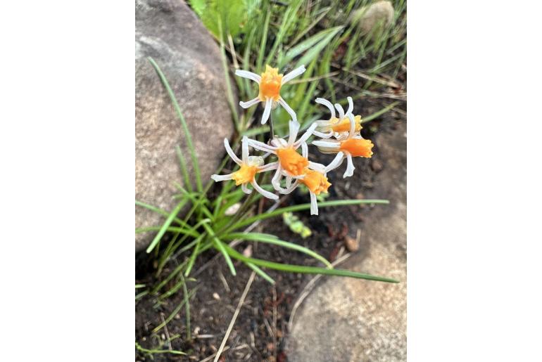 Tulbaghia montana 15357