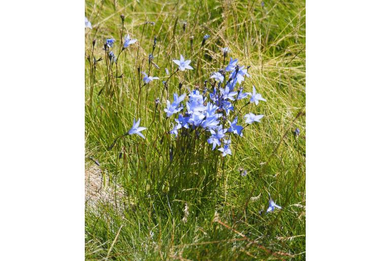 Wahlenbergia ceracea 15368