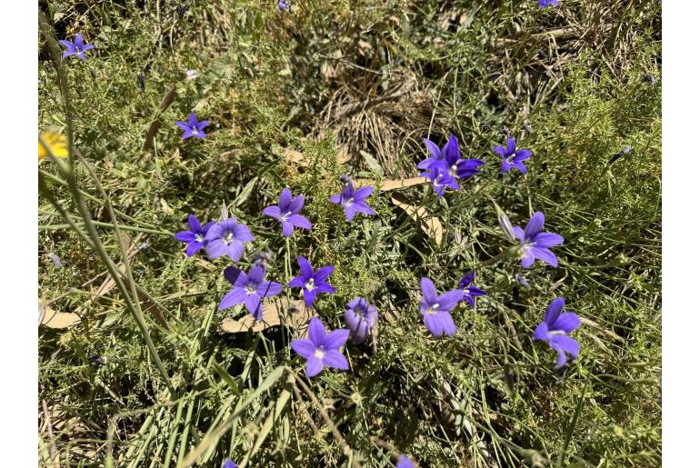 Wahlenbergia gloriosa 15369