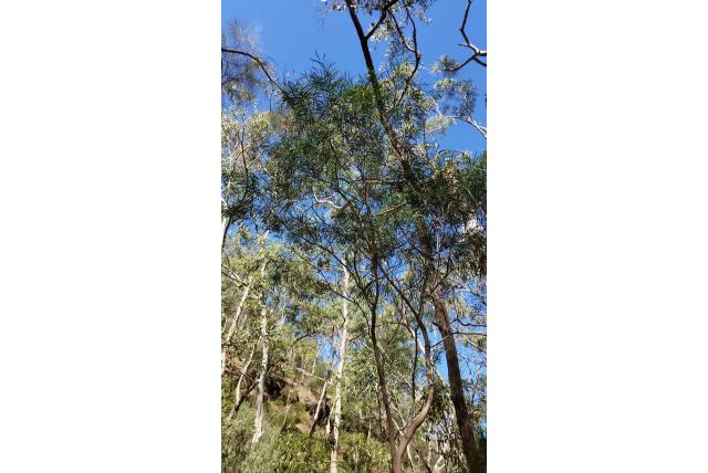 Zachthout hars acacia
