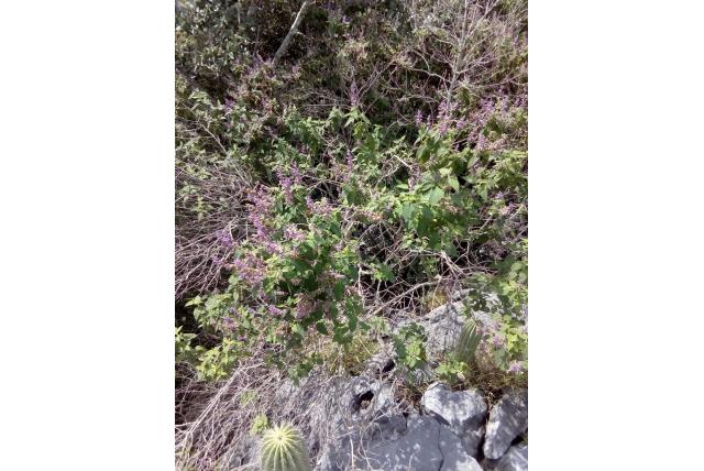 Salie met wollige bloemen
