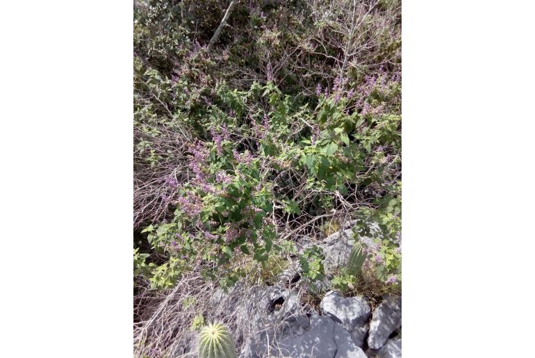 Salvia lasiantha 15405