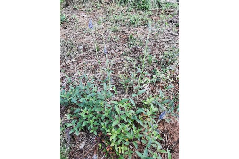 Salvia lavanduloides 15406