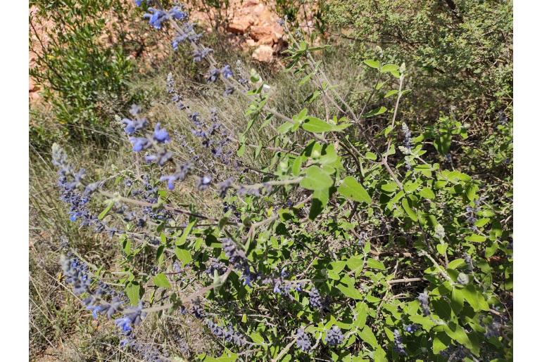 Salvia melissodora 15408