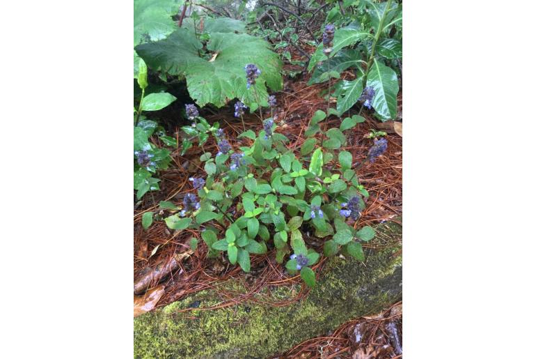 Salvia mocinoi 15409