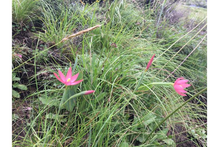 Hesperantha pubinervia&nbsp;15412
