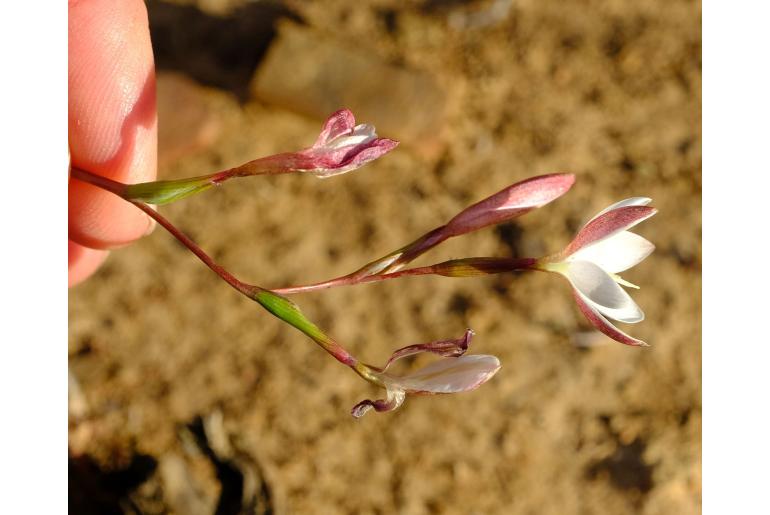 Hesperantha quadrangula&nbsp;15416