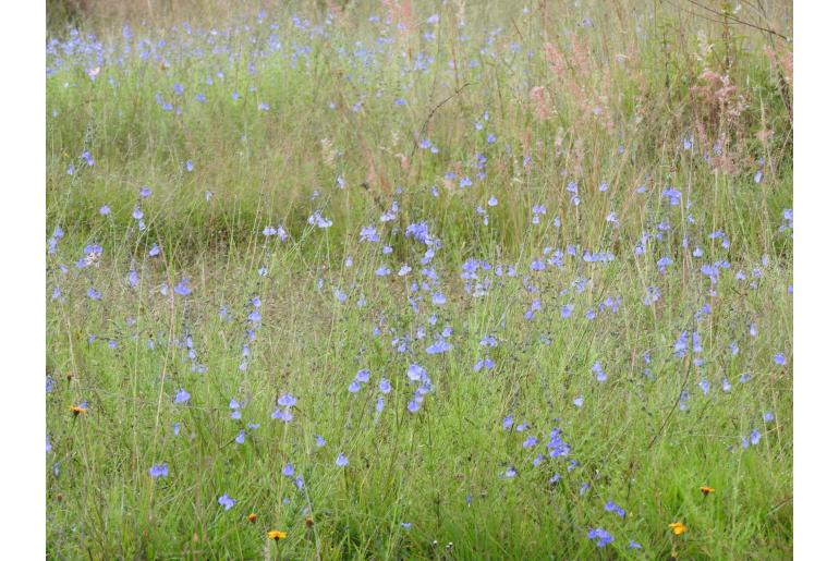 Salvia reptans -15419