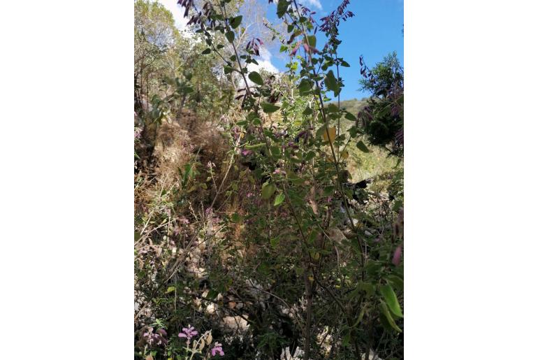 Salvia semiatrata -15421