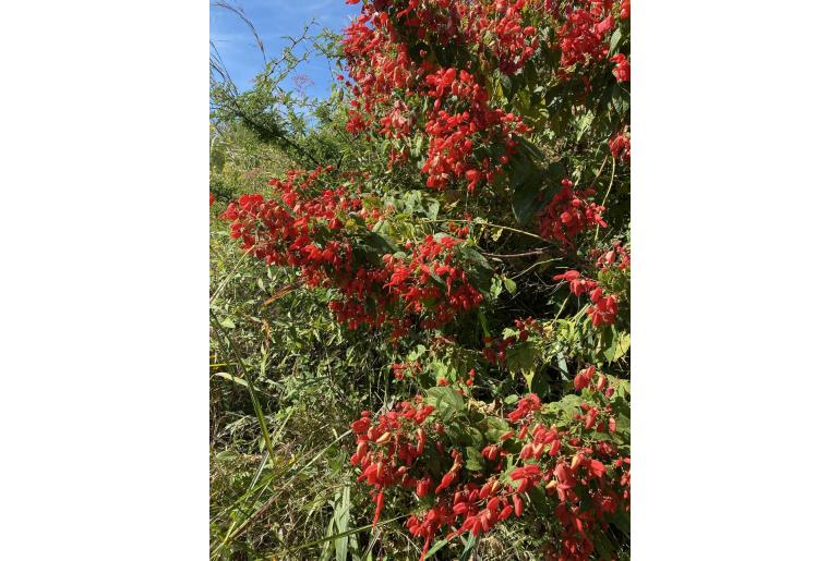 Salvia sessei -15423