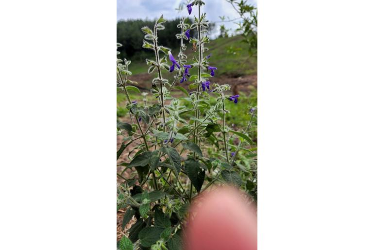 Salvia urica -15432