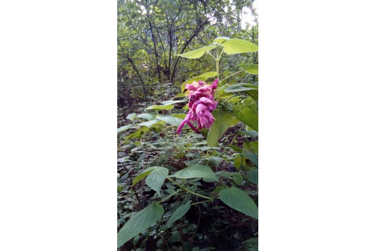 Salvia vazquezii -15434
