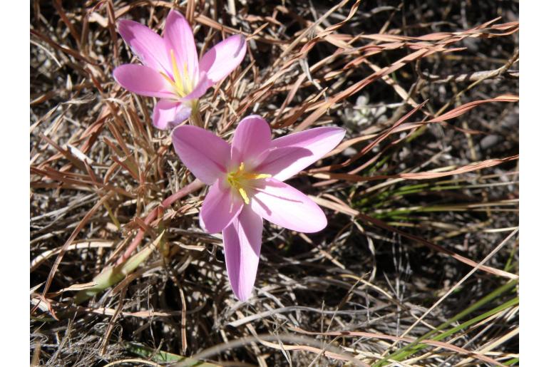 Hesperantha schelpeana&nbsp;15435