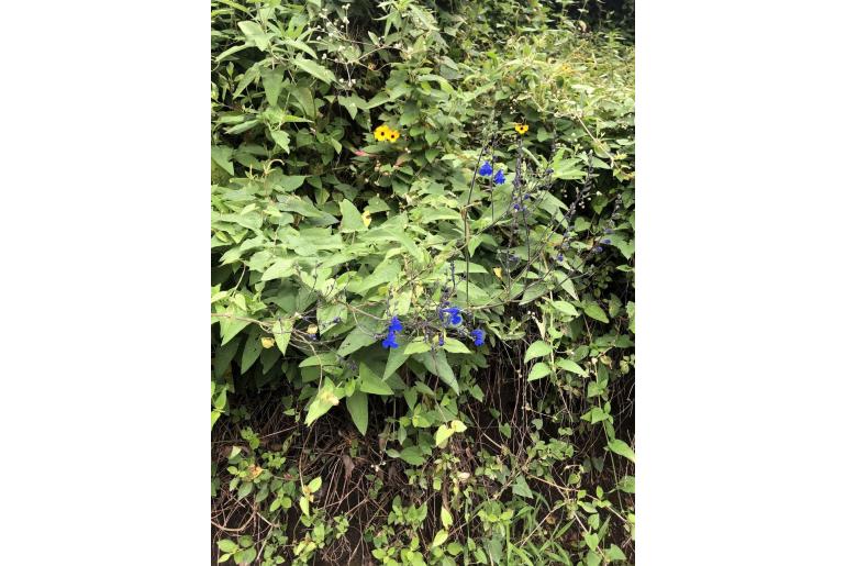 Salvia sagittata -15445
