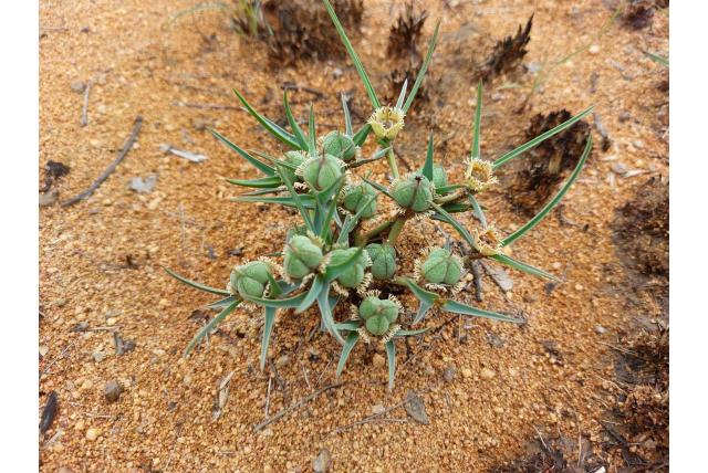 Harige klier wolfsmelk Harige klier wolfsmelk