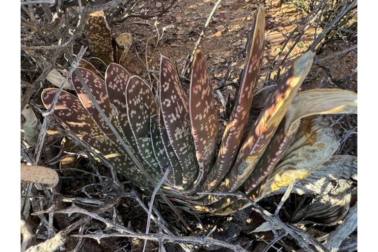 Gasteria pillansii 15466