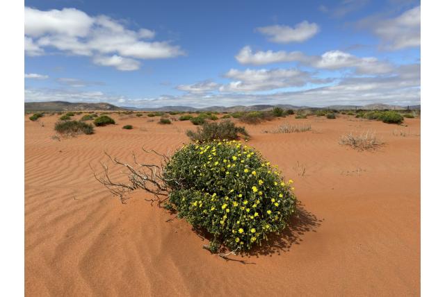 Sedum-blad crassothonna