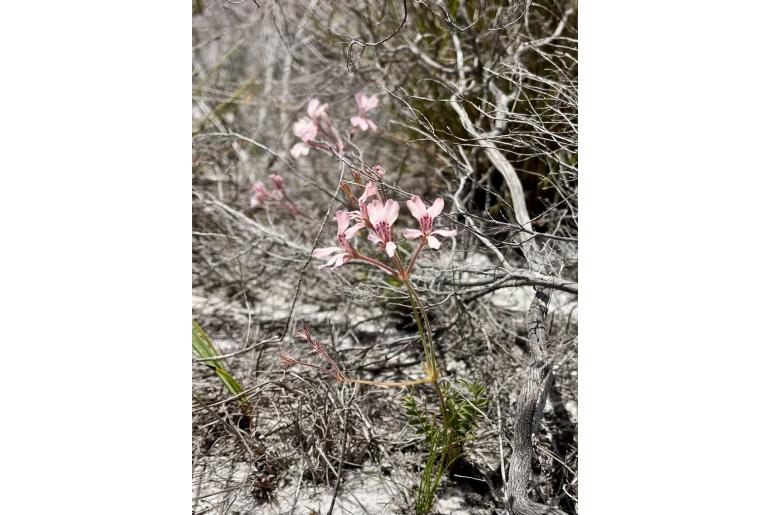 Pelargonium pinnatum 15475