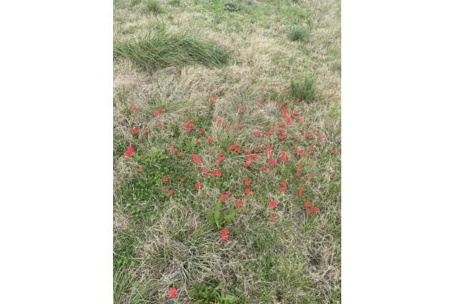 Peruviaanse verbena Peruviaanse verbena