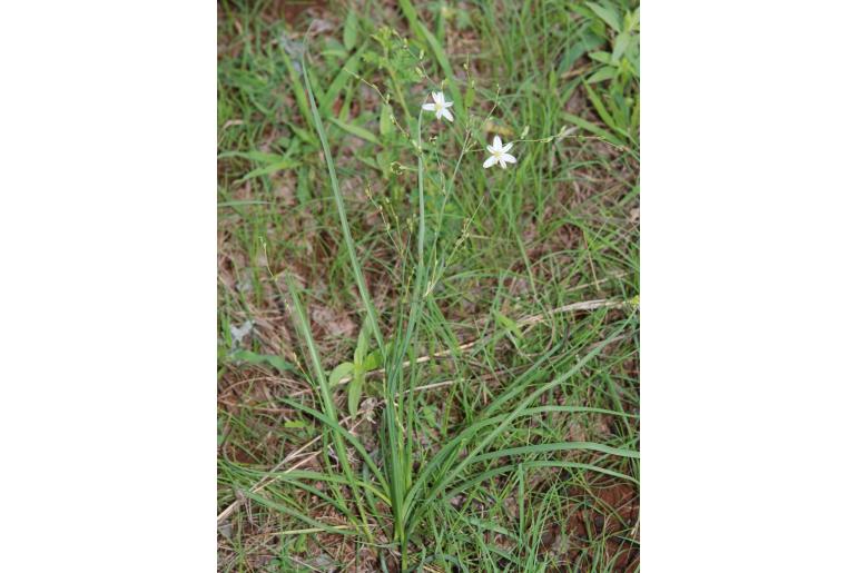 Chlorophytum galpinii&nbsp;15479