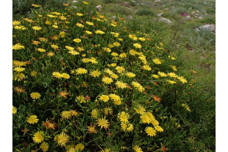 Malephora thunbergii -15481