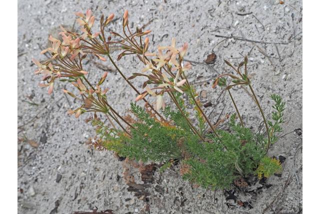 Raap-achtige geranium