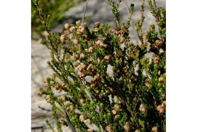 Kleverigste heide Kleverigste heide
