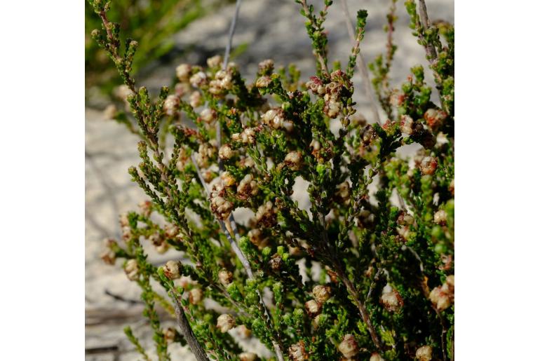 Erica viscosissima 15502