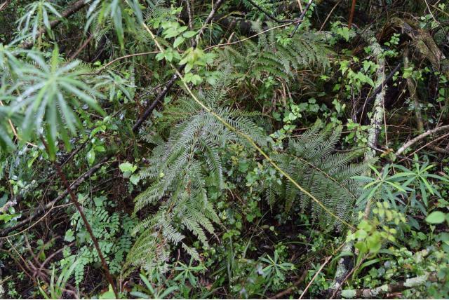Gevleugelde pteris
