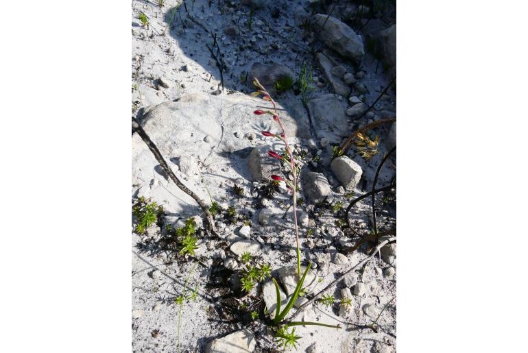 Hesperantha spicata ssp graminifolia&nbsp;15513