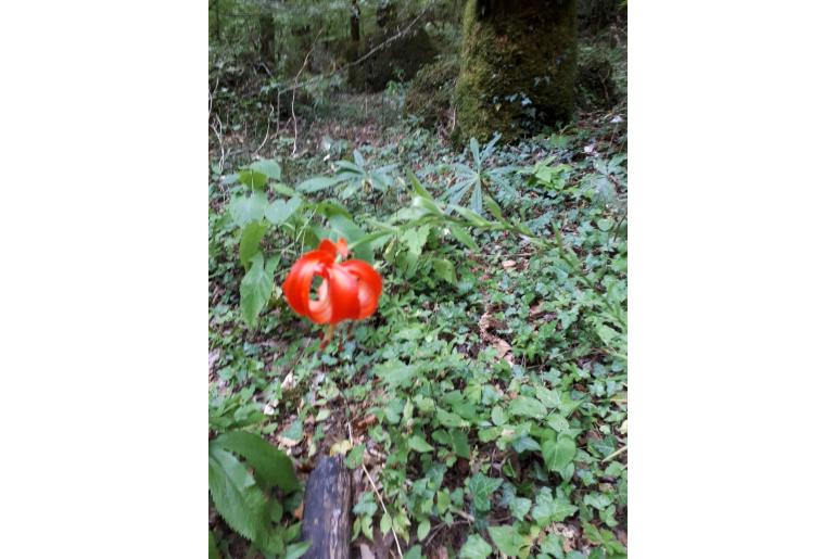 Lilium chalcedonicum -15515
