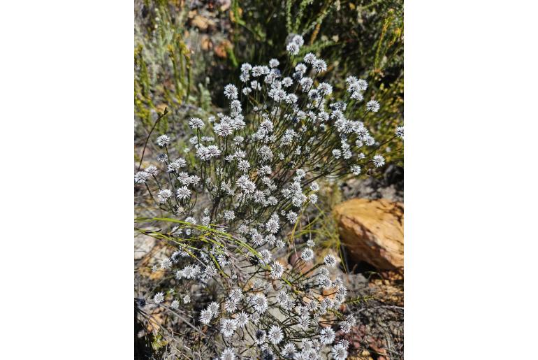 Stoebe microphylla 15521
