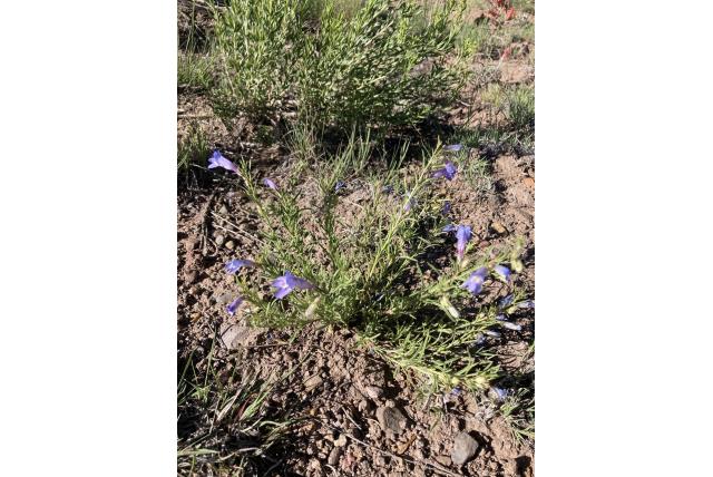 Crandall's penstemon